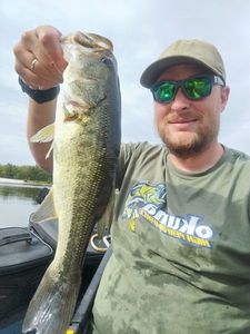 Largemouth Bass