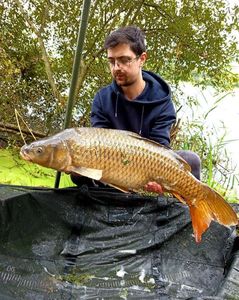 Common Carp