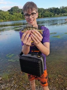 European Perch