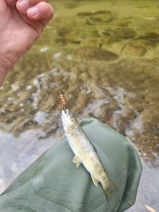 Brown Trout