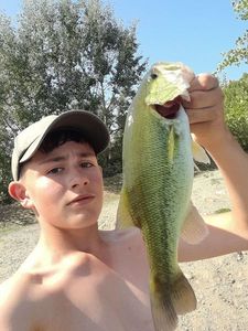 Largemouth Bass