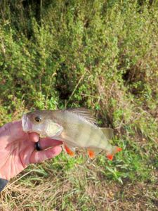 European Perch