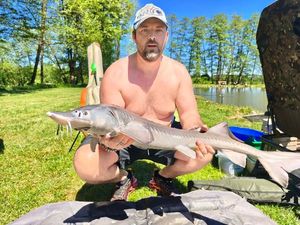 Sturgeon