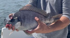 Black Seabream