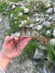 European Perch
