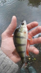 European Perch