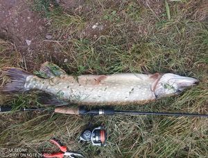 Northern Pike