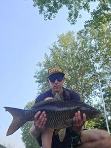 Common Carp