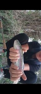 Rainbow Trout
