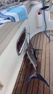 Swordfish