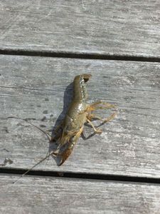 Red Swamp Crayfish