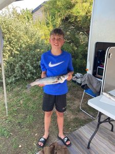 European Bass (Seabass)