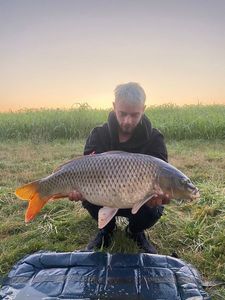 Common Carp