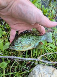 Green Sunfish