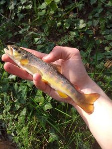 Brown Trout