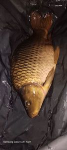 Common Carp
