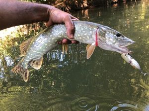 Northern Pike