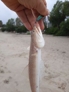 Atlantic Lizardfish