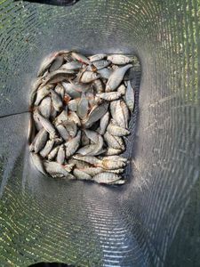 Roach