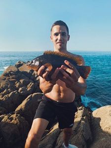 Ballan Wrasse