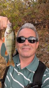 European Perch