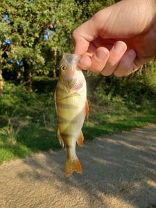European Perch
