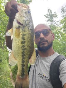 Largemouth Bass