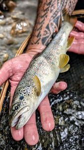 Brown Trout