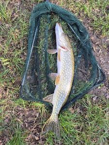 Northern Pike