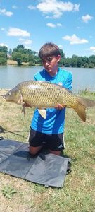 Common Carp