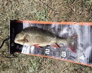 European Perch