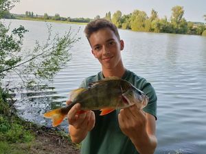 European Perch