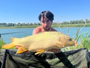 Common Carp