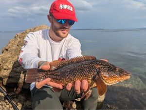 Ballan Wrasse