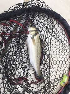 European Bass (Seabass)
