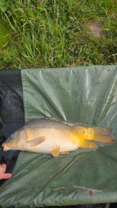 Mirror Carp