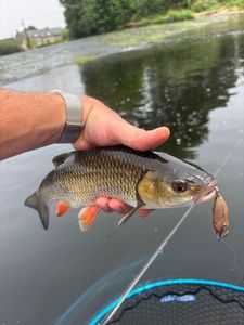 Chub