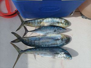 Dolphinfish