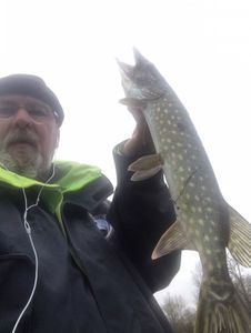 Chain Pickerel