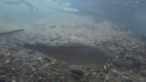 Grayling