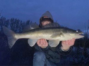 Zander