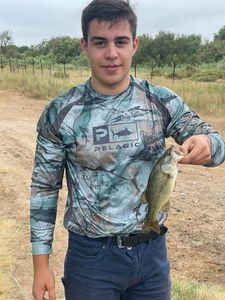 Largemouth Bass