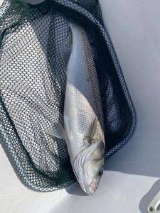 European Bass (Seabass)