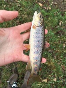 Brown Trout