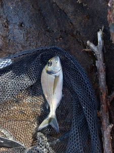Gilthead Seabream