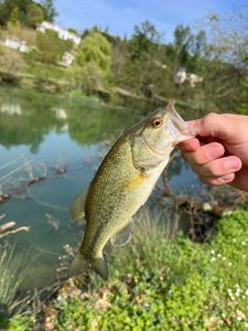 Largemouth Bass