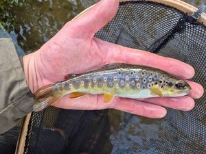 Brown Trout