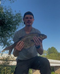 Common Bream
