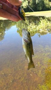 Largemouth Bass