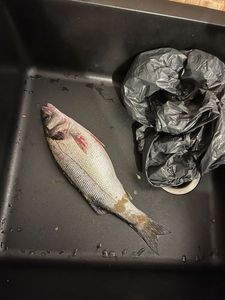 European Bass (Seabass)